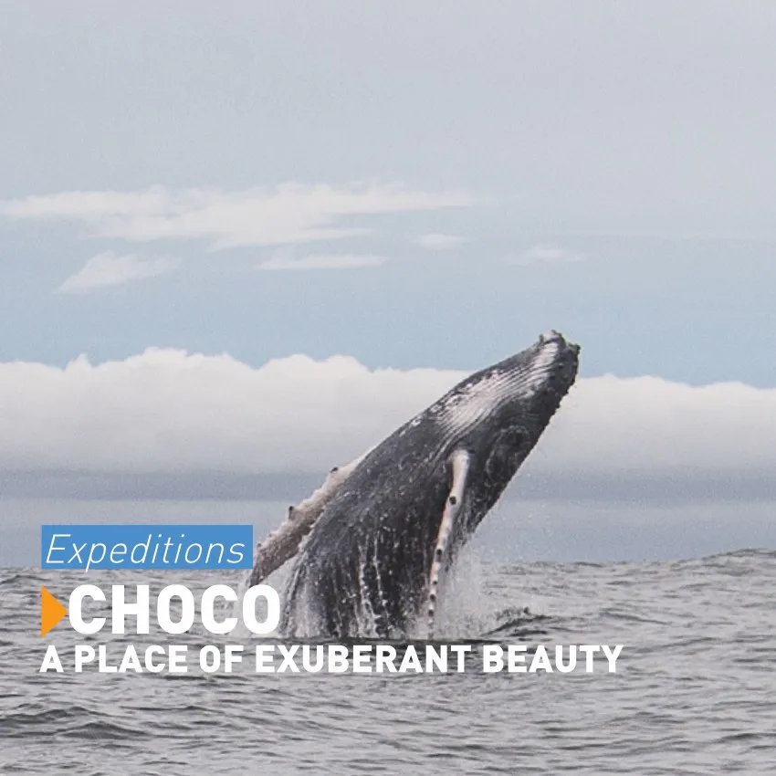 Whale watching Colombia