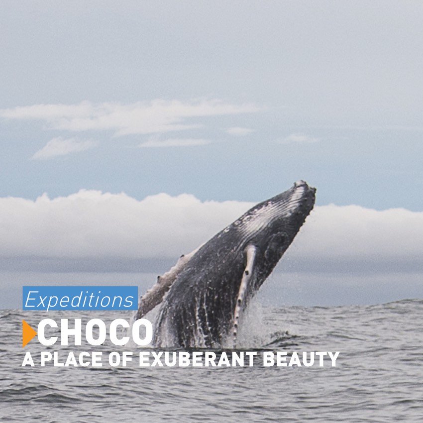 Whale watching Colombia